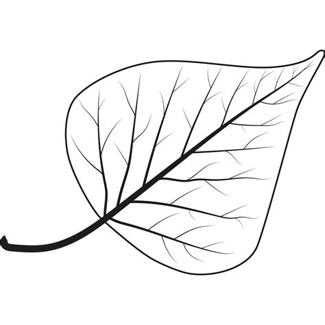 Leaf Drawing Birch Leaves Outline Clipart Simple Betula Google Search ...