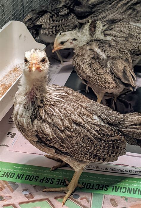 My Growing Phoenix Chickens - The Martha Stewart Blog