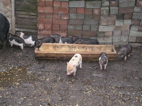 minischwein minischweinferkel dreifarbig in Erfurt OT Stotternheim ...