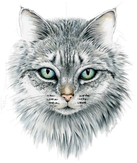 cat drawing on face