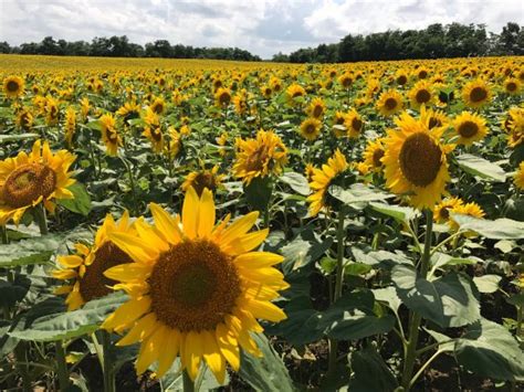 Hokuryu-cho Photos - Featured Images of Hokuryu-cho, Uryu-gun - Tripadvisor