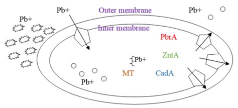 Feasibility of bio-remediation as a solution for Lead pollution in soil