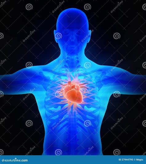 Image result for Cardiovascular System Cartoon