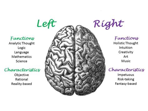 Right Brain Left Brain 的图像结果