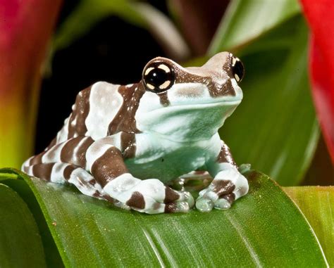 Amazon Milk Frog