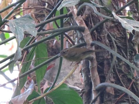 Tacarcuna Warbler - eBird