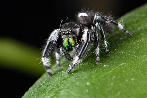 Black Jumping Spider