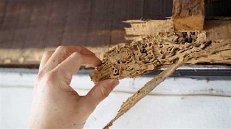 Are Termites Harmful To Humans, and How Do They Affect Our Health? - PestPlans.com