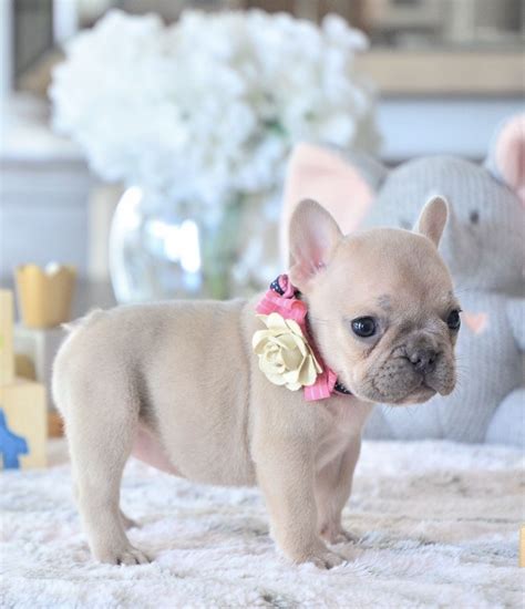 French Bulldog Puppy Cute
