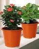 Buy Orange Gardening & Planters for Home & Kitchen by Kuber Industries ...