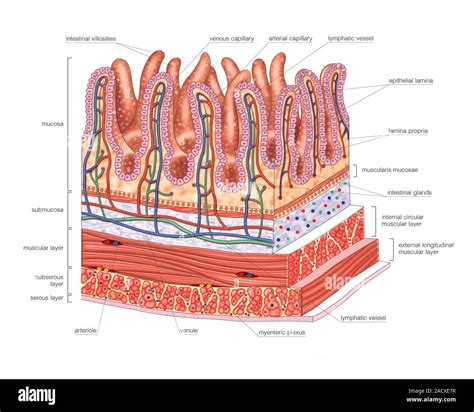 Image result for Intestinal Jejunum