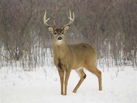 [100+] Whitetail Deer Wallpapers | Wallpapers.com