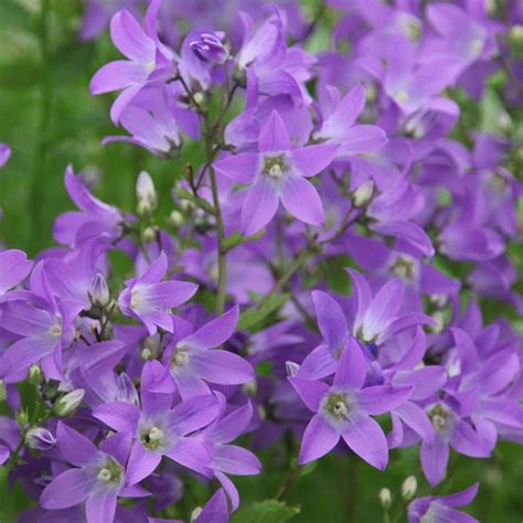 Buy milky bellflower ( syn. Campanula Pritchard's Variety ) Campanula ...