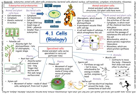 GCSE Biology - Cells | Gcse science, Biology revision, Gcse biology ...