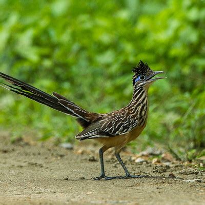 Lesser RoadRunner 的图像结果