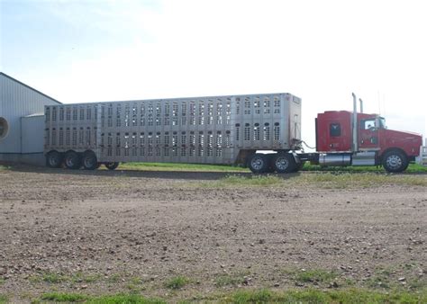 Image result for Loading Pigs for Processing