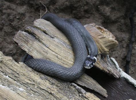 ZooLex Image - Culebra de collar en un terrario