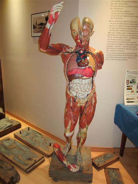 MUSEE DE L'ECORCHE D'ANATOMIE (Updated 2026) All You Need to Know ...