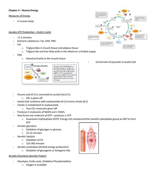 Human Energy System Chart 的图像结果