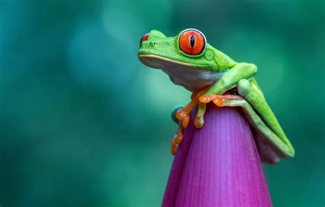 Wallpaper flower, frog, green background, red-eyed tree frog for mobile ...
