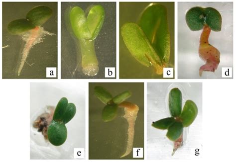 Variation of Traits on Seeds and Germination Derived from the ...