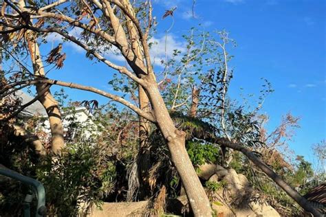 Lightning Tree 的图像结果