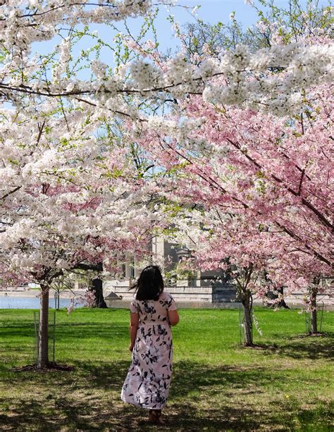 Cherry Blossom Tree Chicago at Felipe Heidt blog