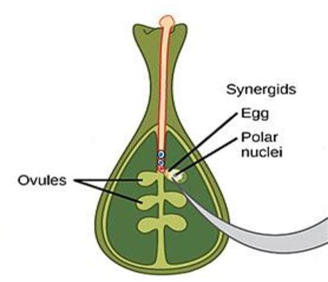 The process of fertilization in plants — task. Science CBSE, Class 10.