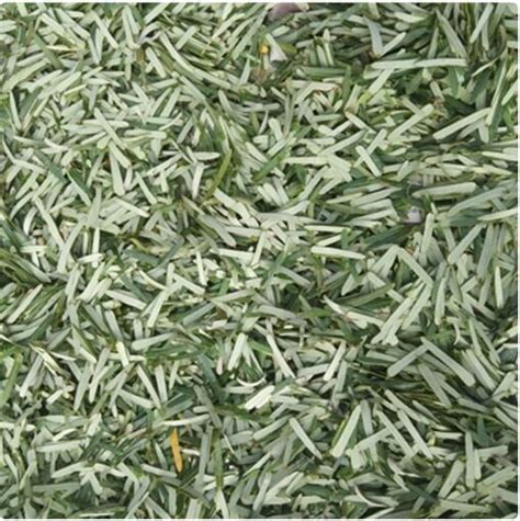 Dried Amla Leaves Phyllanthus emblica 100% Organic | Ubuy India