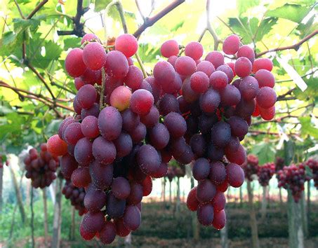 美人指葡萄几月份成熟黑色，美人指葡萄要多久结果 - 鲜淘网