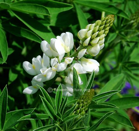 Lupinus albus