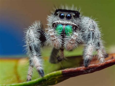 Regal Jumping Spider Animal Facts - A-Z Animals