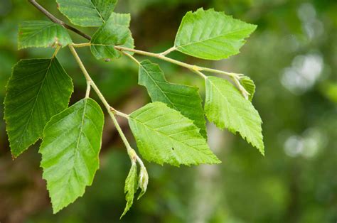 How to Grow and Care for River Birch