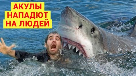 Нападение акул на человека. Самая большая подборка реальных кадров ...