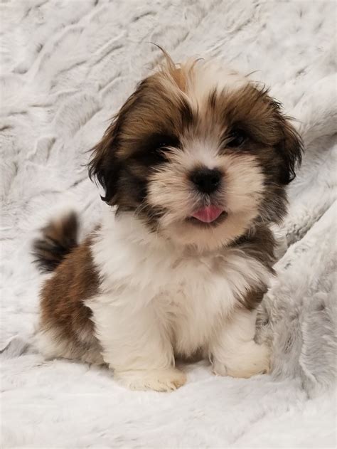 Mini Dogs to Adopt 的图像结果