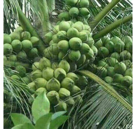 Green Paradise Dwarf Variety Green Coconut Plant – GreenParadiseLive