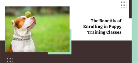 The Benefits of Enrolling in Puppy Training Classes