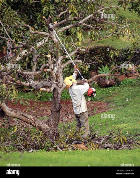 Image result for Avocado Tree Pruning
