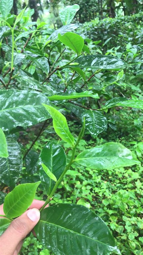 Selective Tea Harvester Object Detection Dataset by Sri Lanka Institute of Information Technology