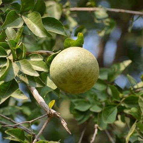Live Bel Tree, Bilva Patra, Bel Patra Plant pack of 1 : Amazon.in ...