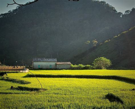 PA CO TEA PLANTATION (2025) All You Need to Know BEFORE You Go (with ...