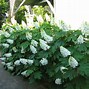 Image result for Hydrangea Hedge