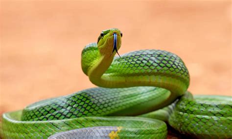 10 Endangered Snakes We Should Act to Save - A-Z Animals
