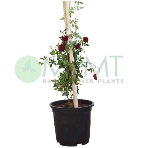 Creeper Rose / Climbing Rose – Plant (Red) - MyPlantMyTaste