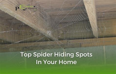 Image result for Spider Web Distroy