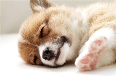 在狗床上的睡觉小狗 库存图片. 图片 包括有 一个, 少许, 宠物, 敌意, 空白, 滑稽, 逗人喜爱 - 115022941