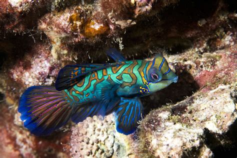 Mandarin Goby Fish