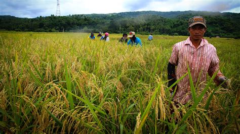 Alternate Wetting and Drying can help revolutionize global rice farming – Rice Today