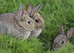Image result for Rabbit and Bunny Pictures