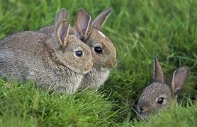Image result for A Pic of a Bunny